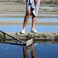 Sneaker Baron Papillon Basse toile champagne