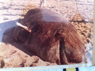 Cachalots et marsouins